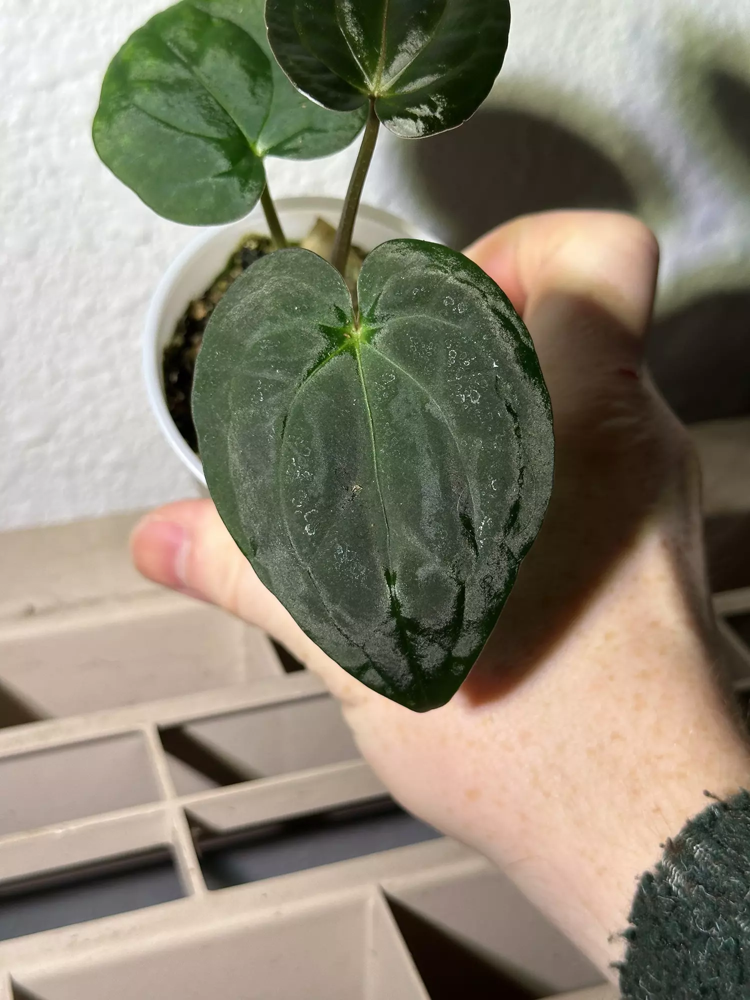 plant/(SKG Silver x Doc F2) X Pap (GYGY)-1