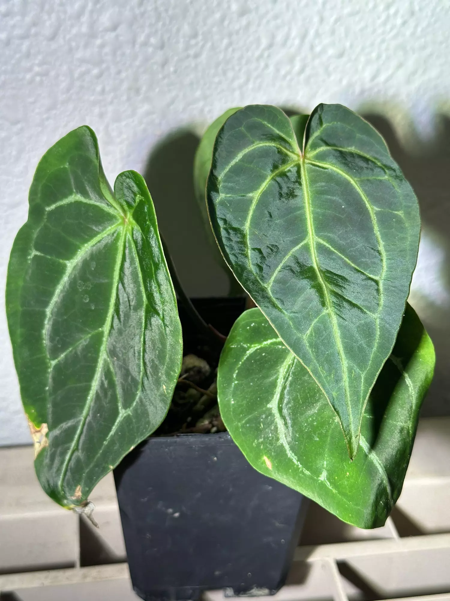 plant/Crystal x mag-0