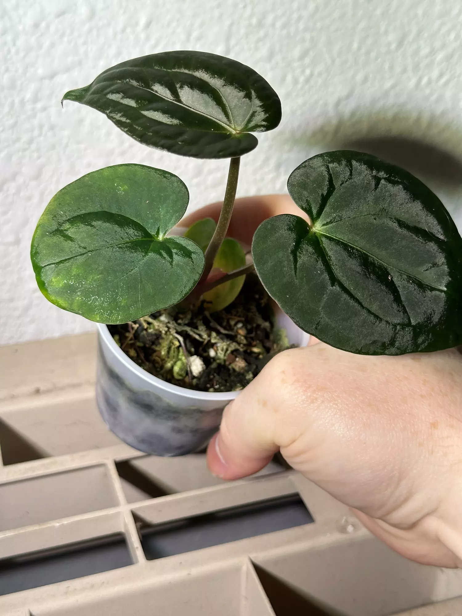 plant/(SKG Silver x Doc F2) X Pap (GYGY)-2