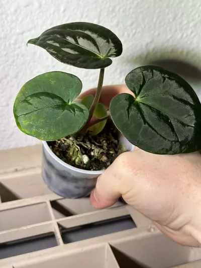 plant/(SKG Silver x Doc F2) X Pap (GYGY)-2-thumbnail