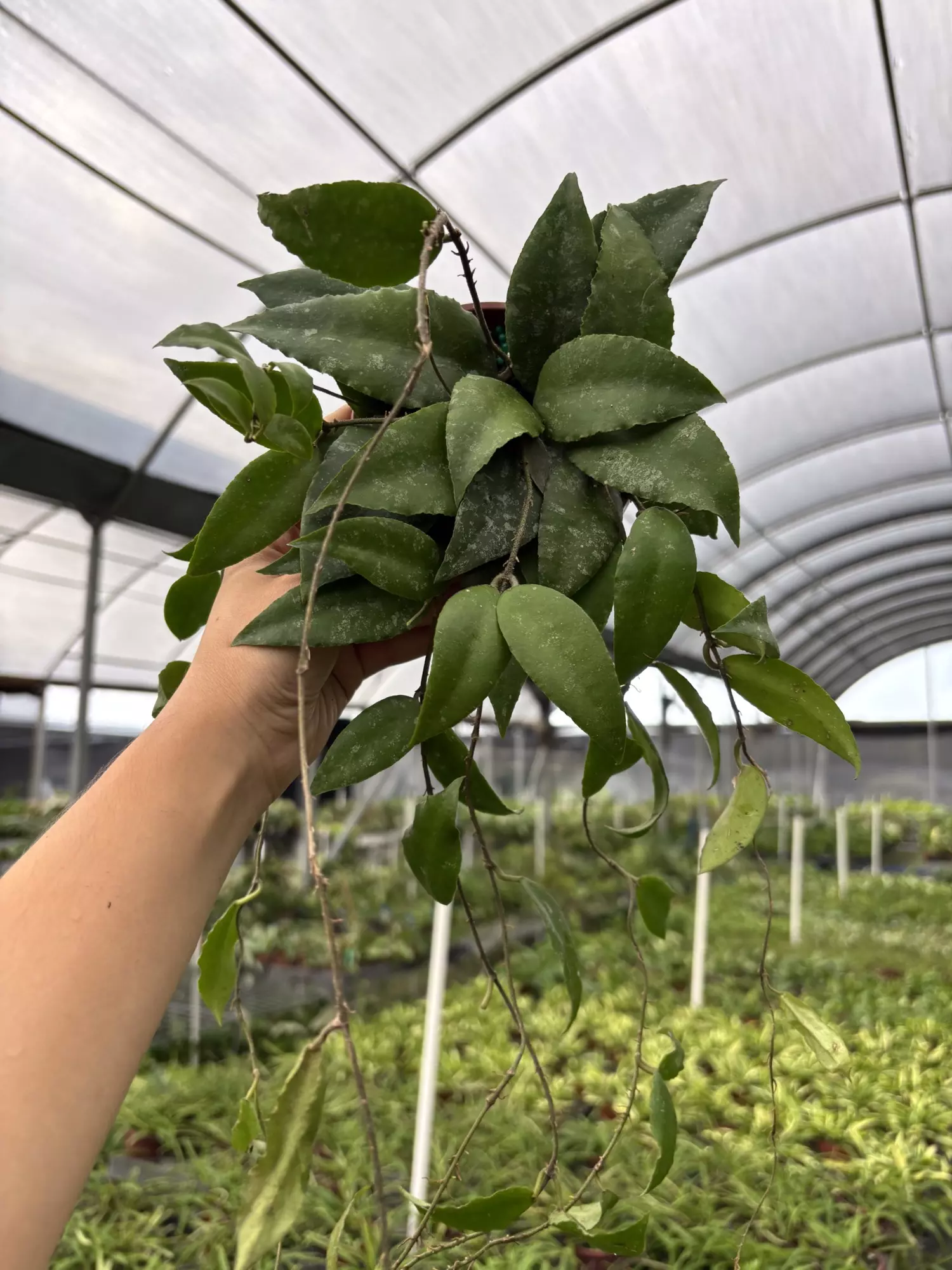 plant/GC. 4”HB Hoya Caudata Sumatra-0