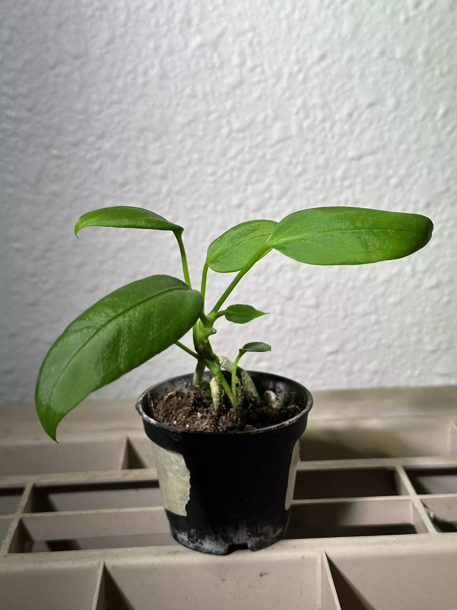 plant/Vittarifolium x self-0