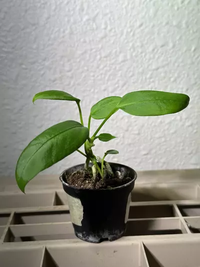 plant/Vittarifolium x self-0-thumbnail