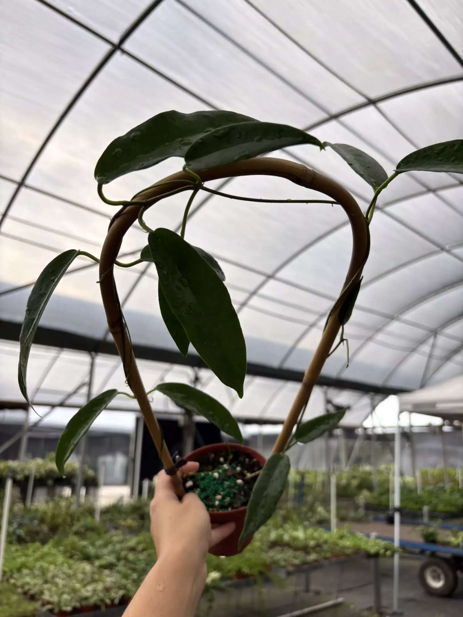 plant/GC. 4” Hoya Achboldiana-0