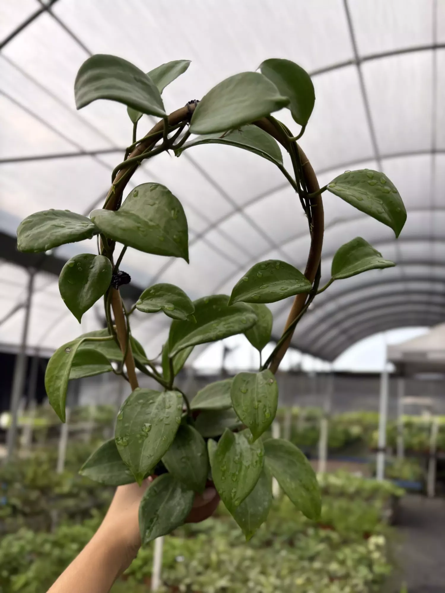 plant/GC. 4” Hoya Quinquenervia-0