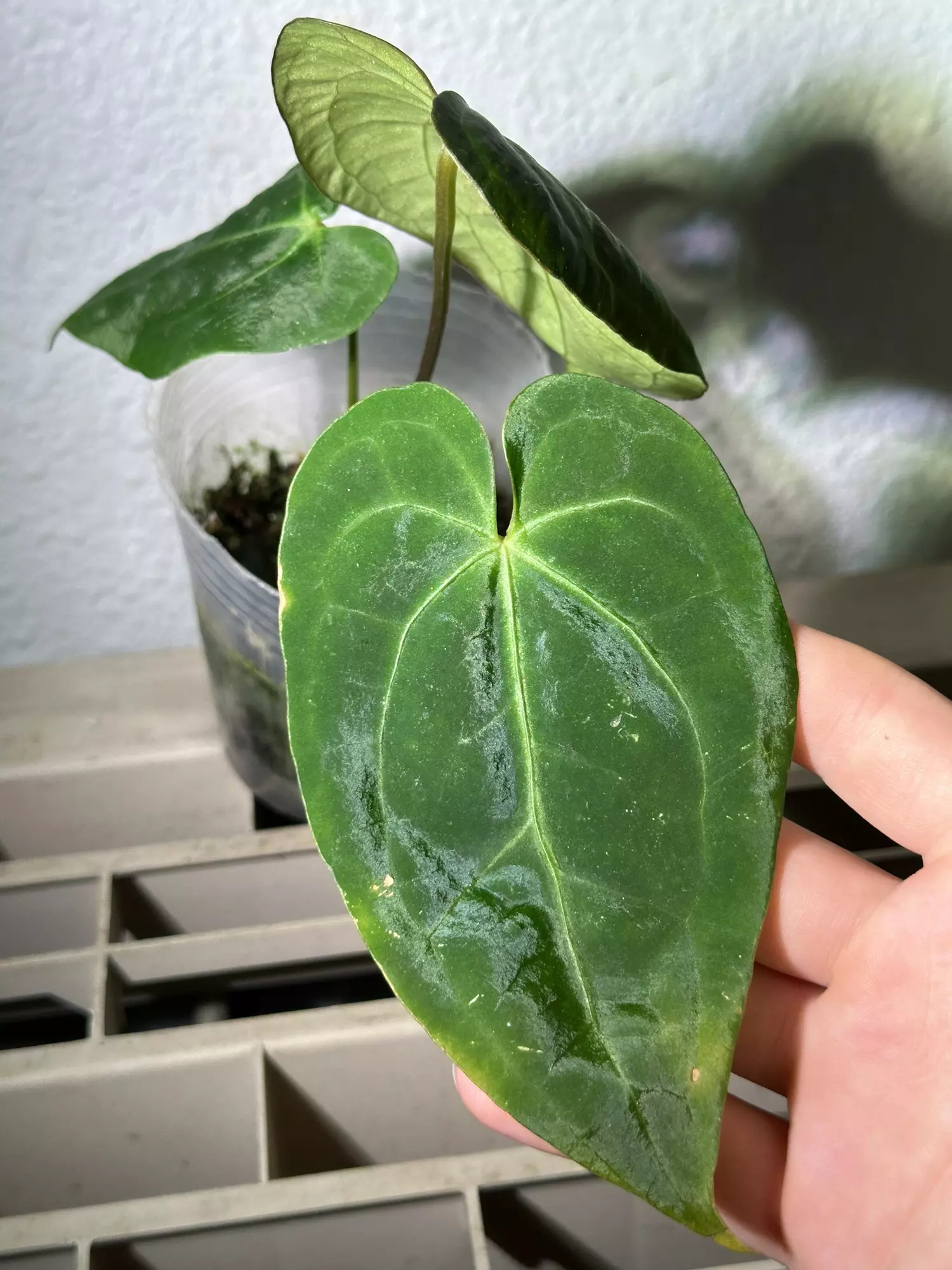 plant/(Mag Verde X AOS) F2-1