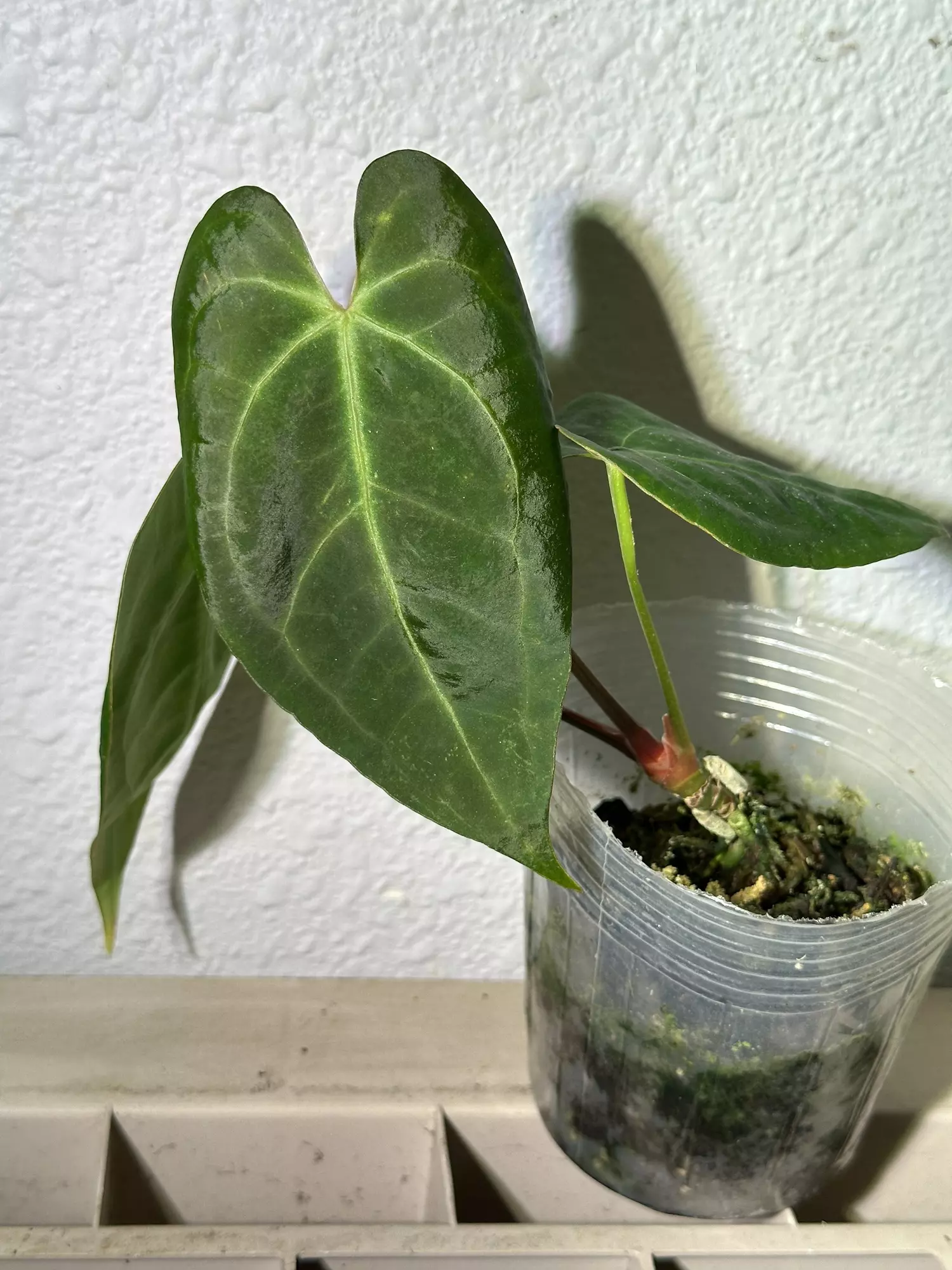 plant/(Mag Verde X AOS) F2-0