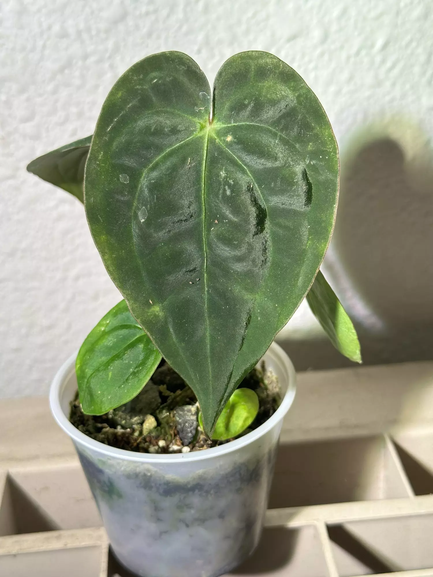 plant/(SKG Silver x Doc F2) X Pap (GYGY)-0