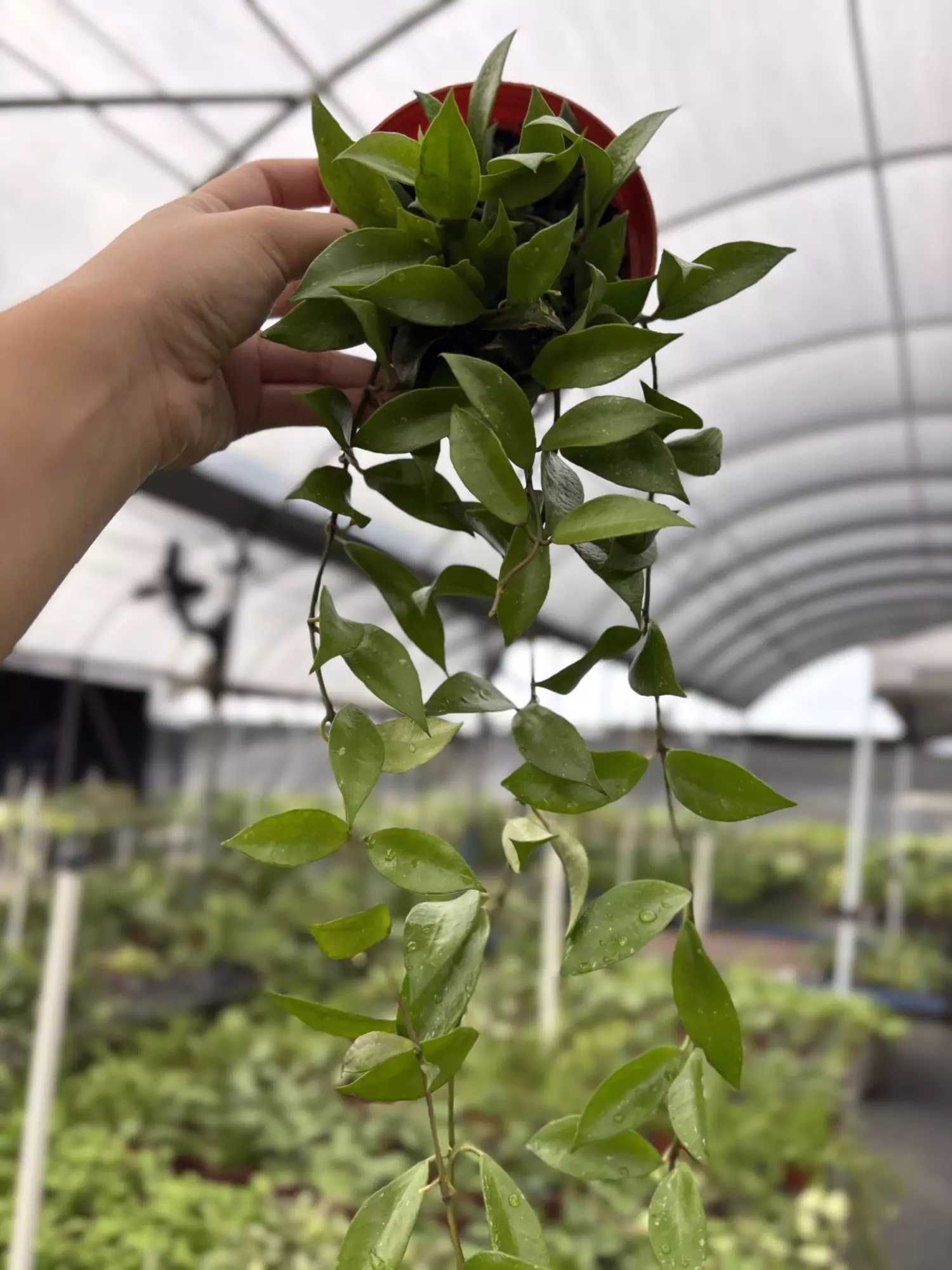 plant/GC. 4” Hoya Rebecca-0