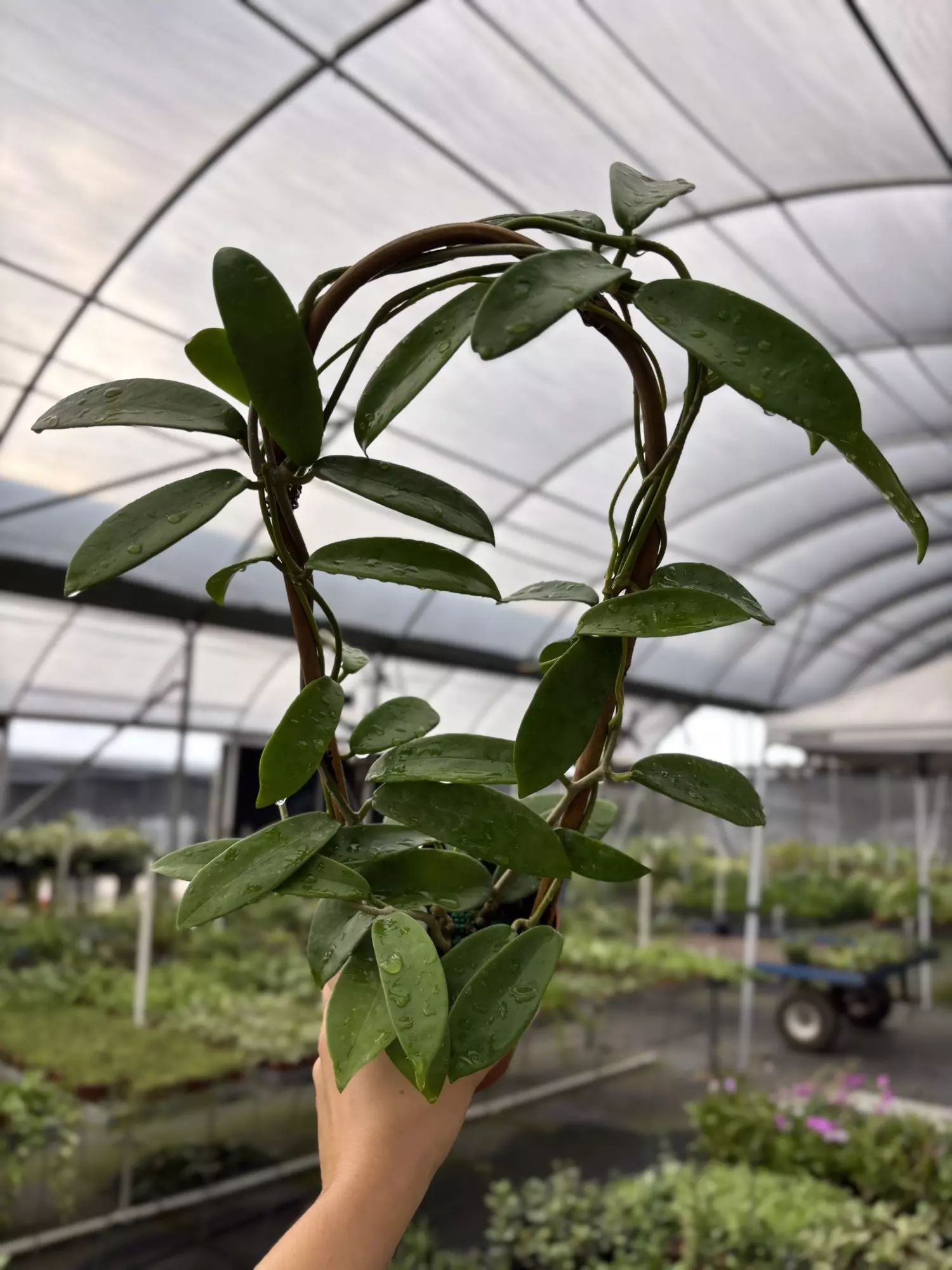 plant/GC.  4” Hoya Meliflua-0