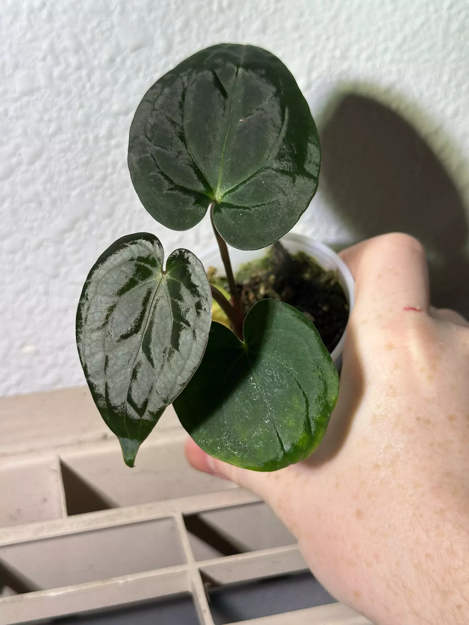 plant/(SKG Silver x Doc F2) X Pap (GYGY)-0