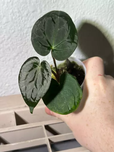 plant/(SKG Silver x Doc F2) X Pap (GYGY)-0-thumbnail