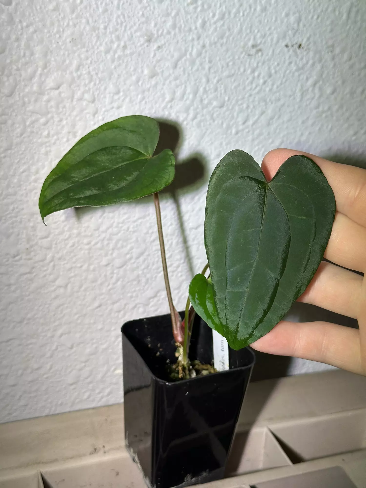 plant/Pap x rvdp-1