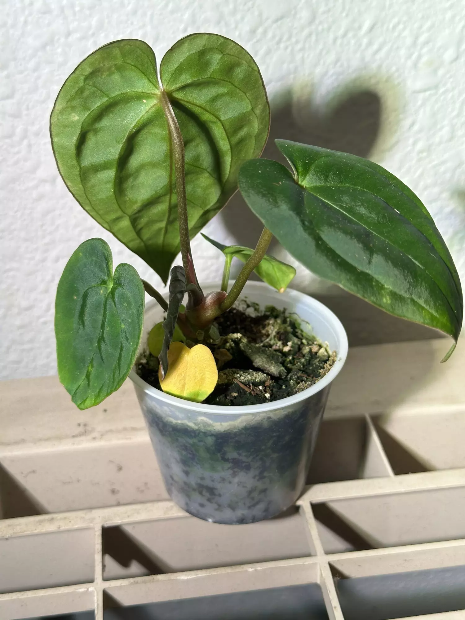 plant/(SKG Silver x Doc F2) X Pap (GYGY)-1