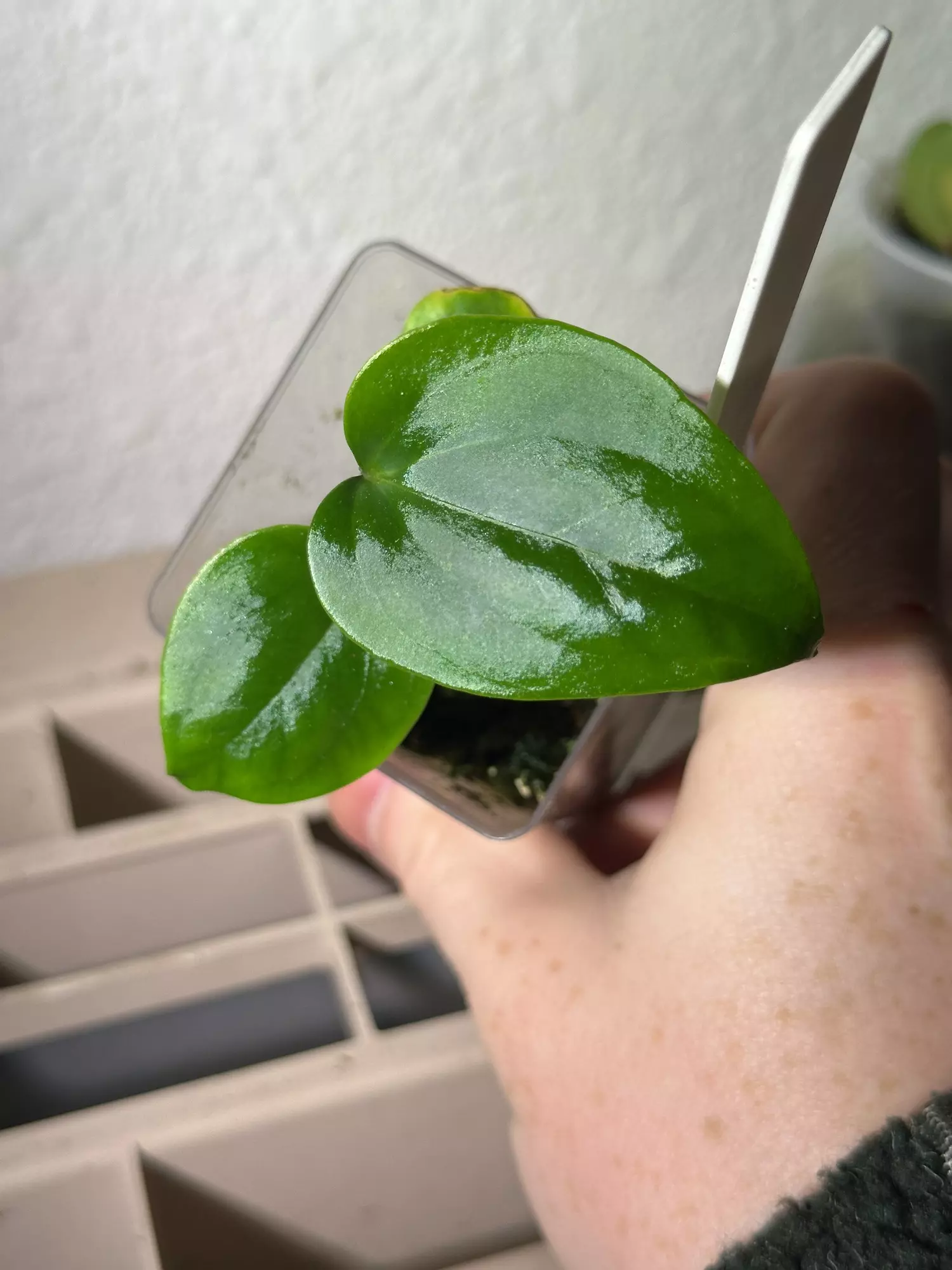plant/Regale AFF X Gigi-0