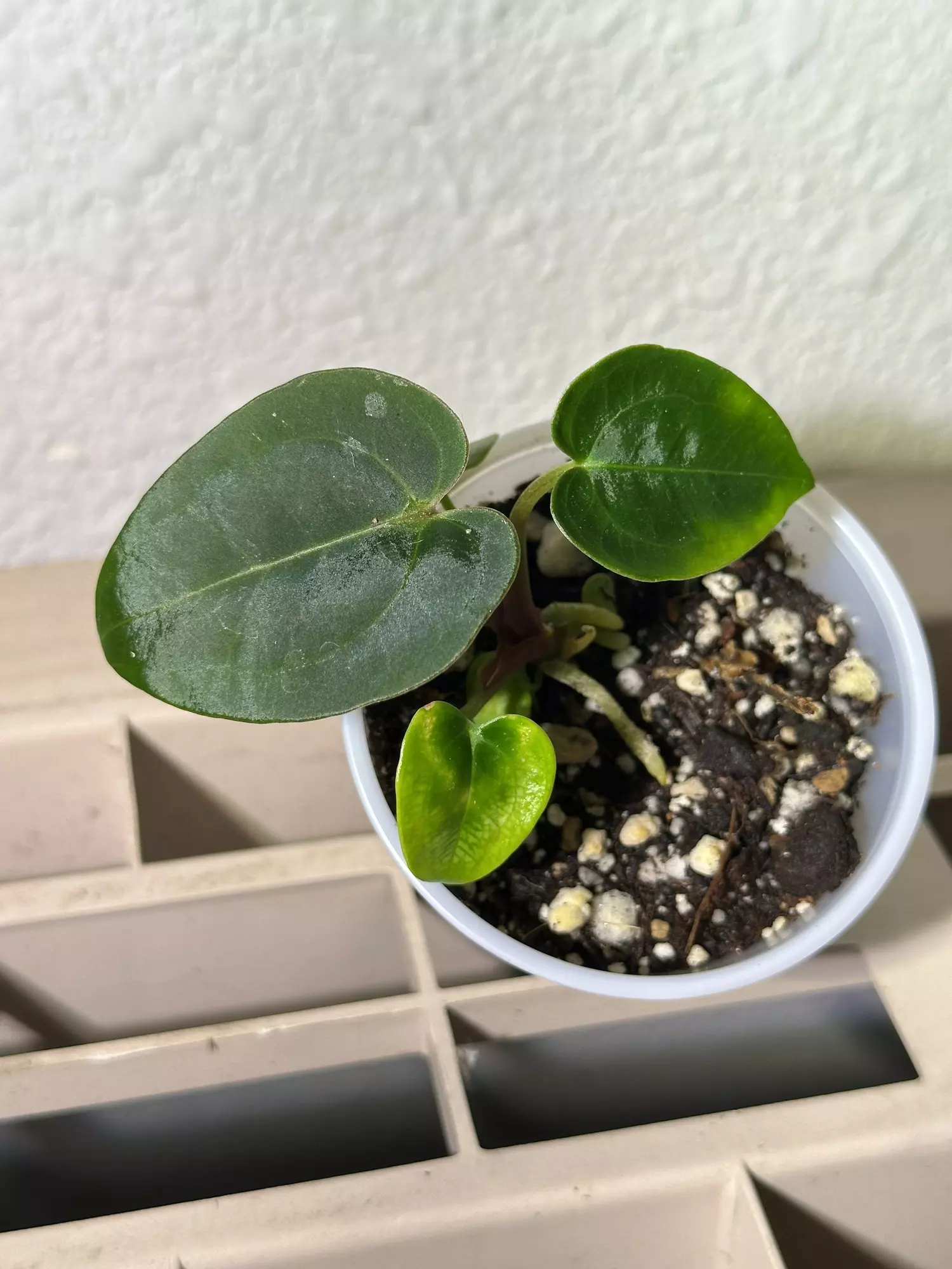 plant/(DORA x RLFS) X Barry S. NOID-0