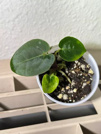 plant/(DORA x RLFS) X Barry S. NOID-0-thumbnail