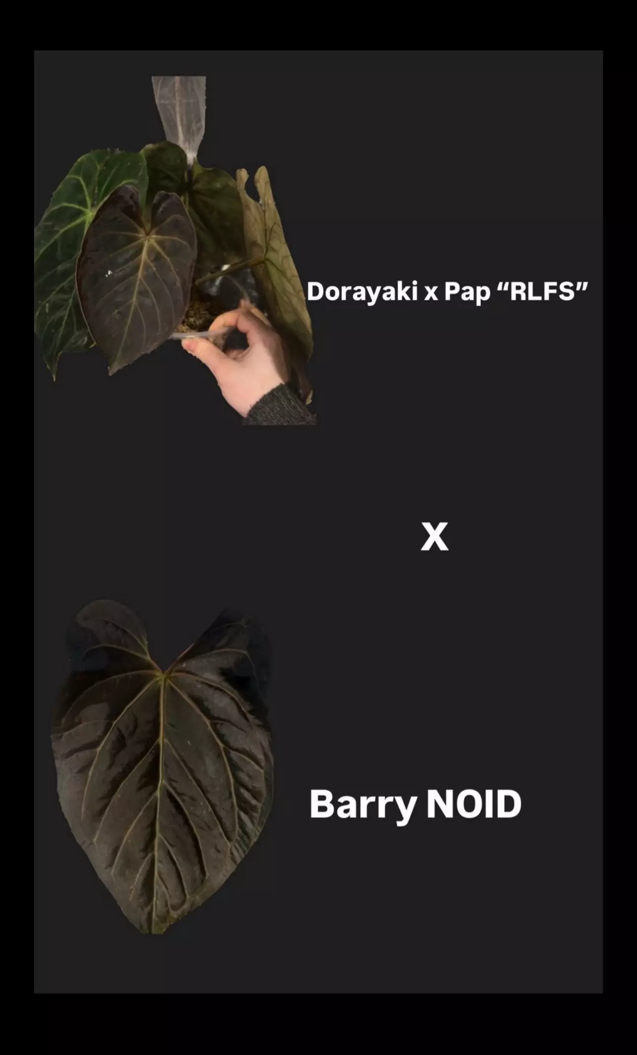 plant/(DORA x RLFS) X Barry S. NOID-1