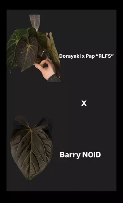 plant/(DORA x RLFS) X Barry S. NOID-1-thumbnail