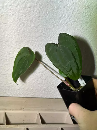 plant/Pap x rvdp-0-thumbnail