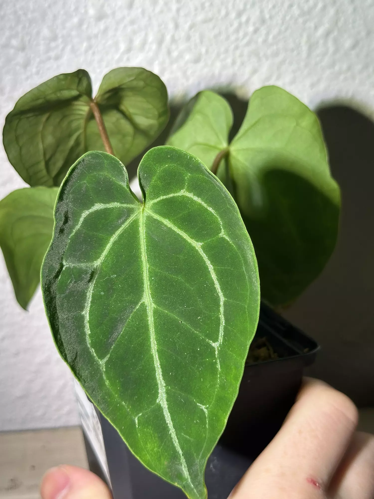 plant/Crystal x mag-1