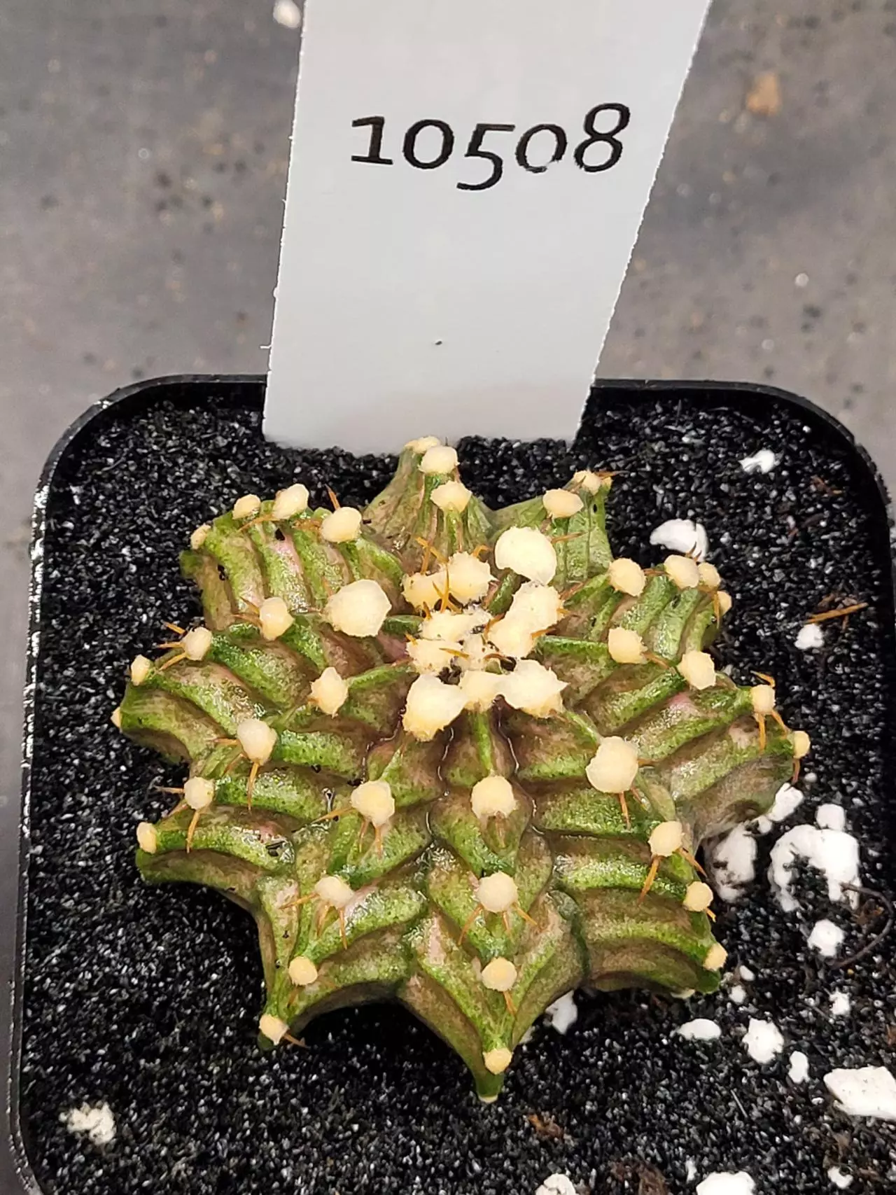 plant/Gymnocalycium Mihanovichii Dinosaur Clone in 2.7" pot 10508-0