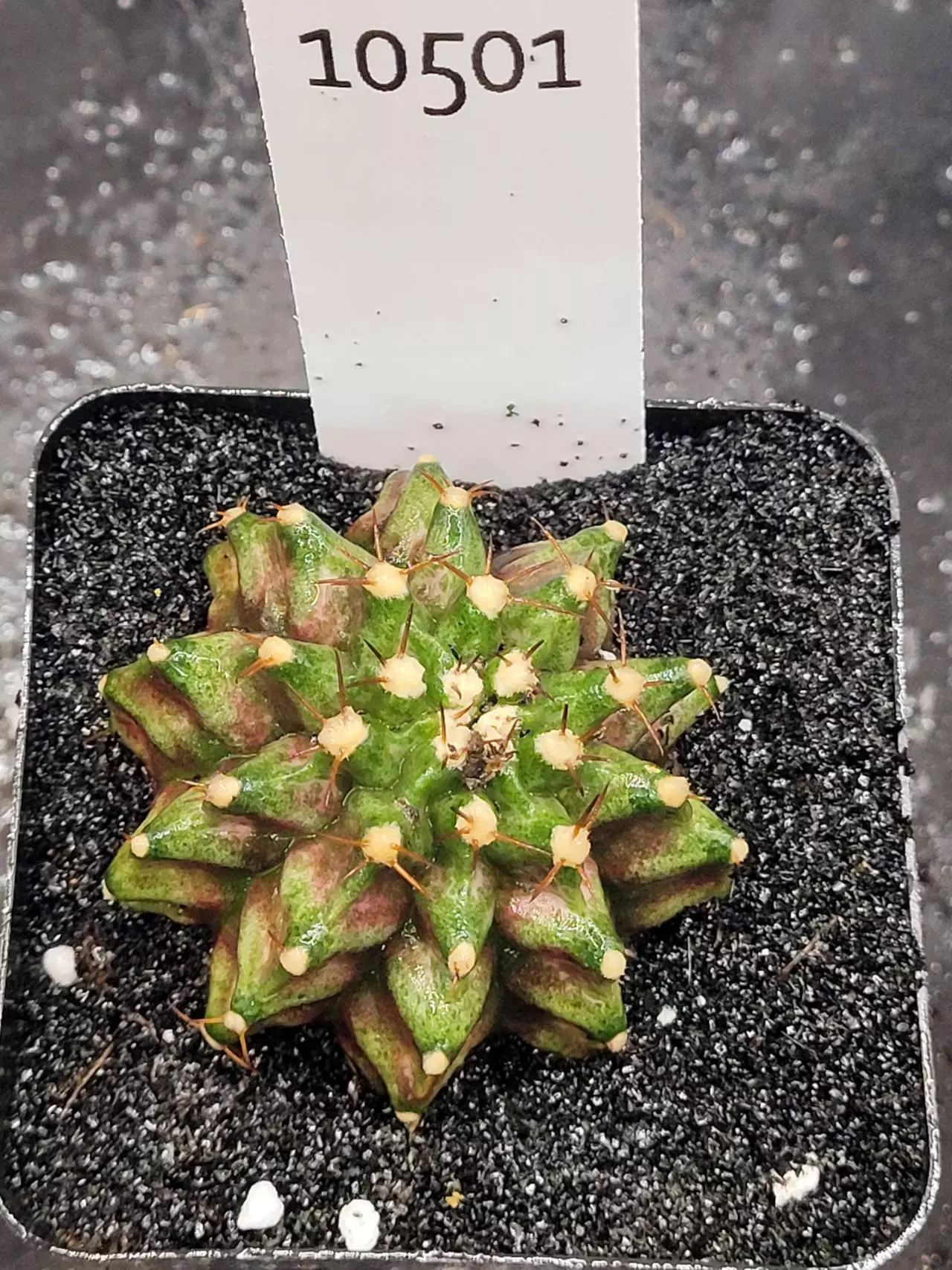 plant/Gymnocalycium Mihanovichii Dinosaur Clone in 2.7" pot 10501-0