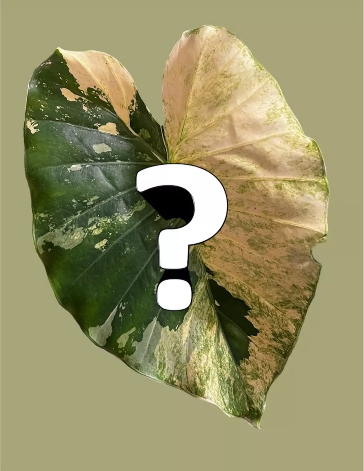 plant/[Read Description] Mystery Variegated Alocasia Corm-0
