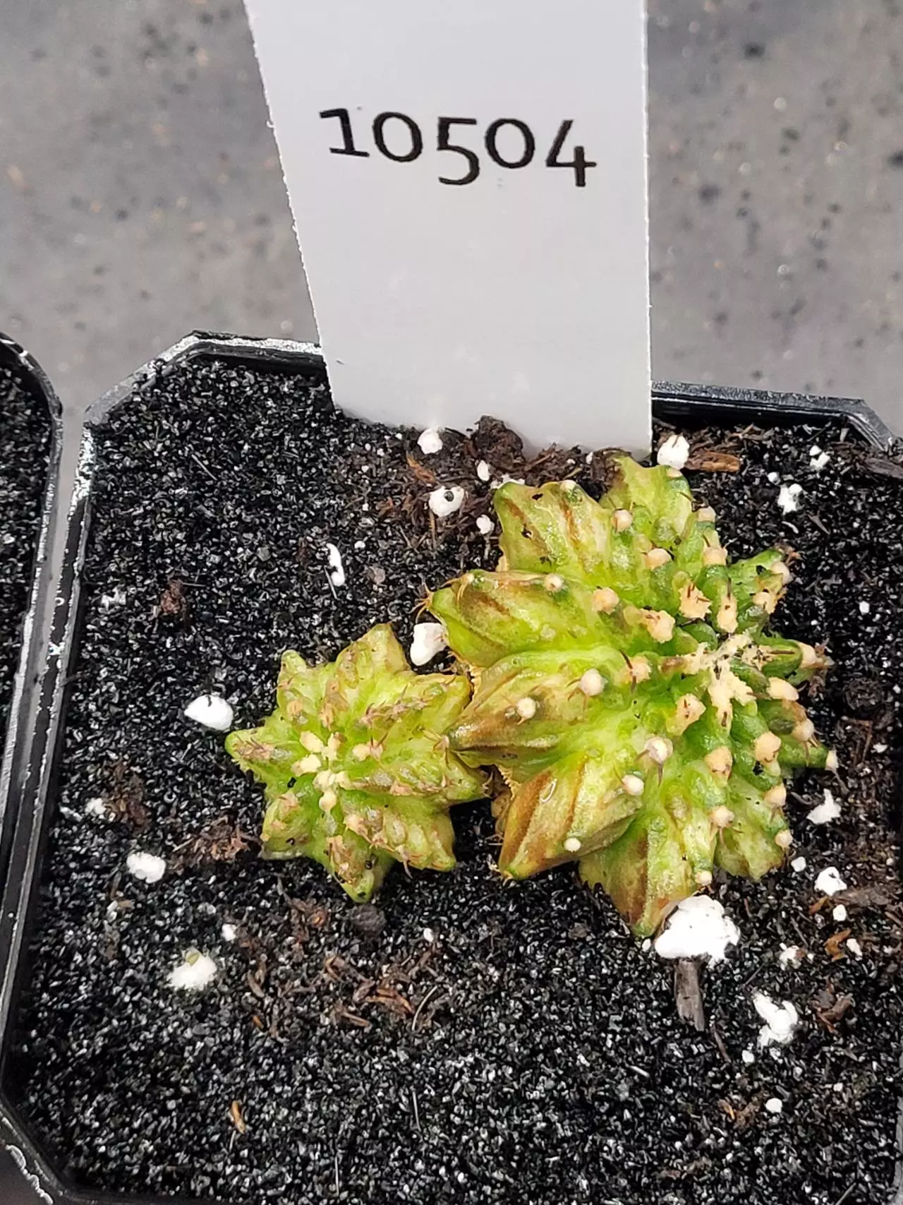 plant/Gymnocalycium Mihanovichii Dinosaur Cluster Clone in 2.7" pot 10504-0