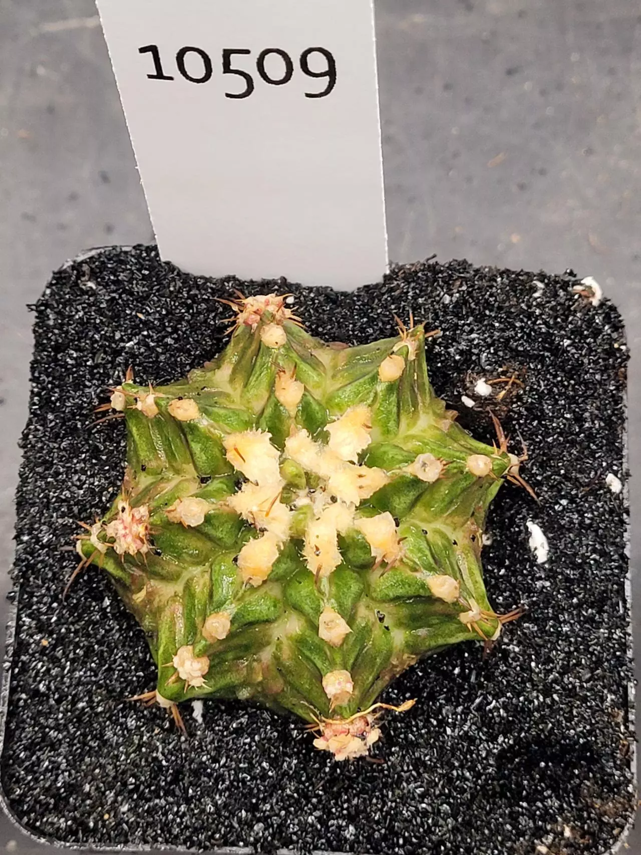 plant/Gymnocalycium Mihanovichii Dinosaur Clone in 2.7" pot 10509-0