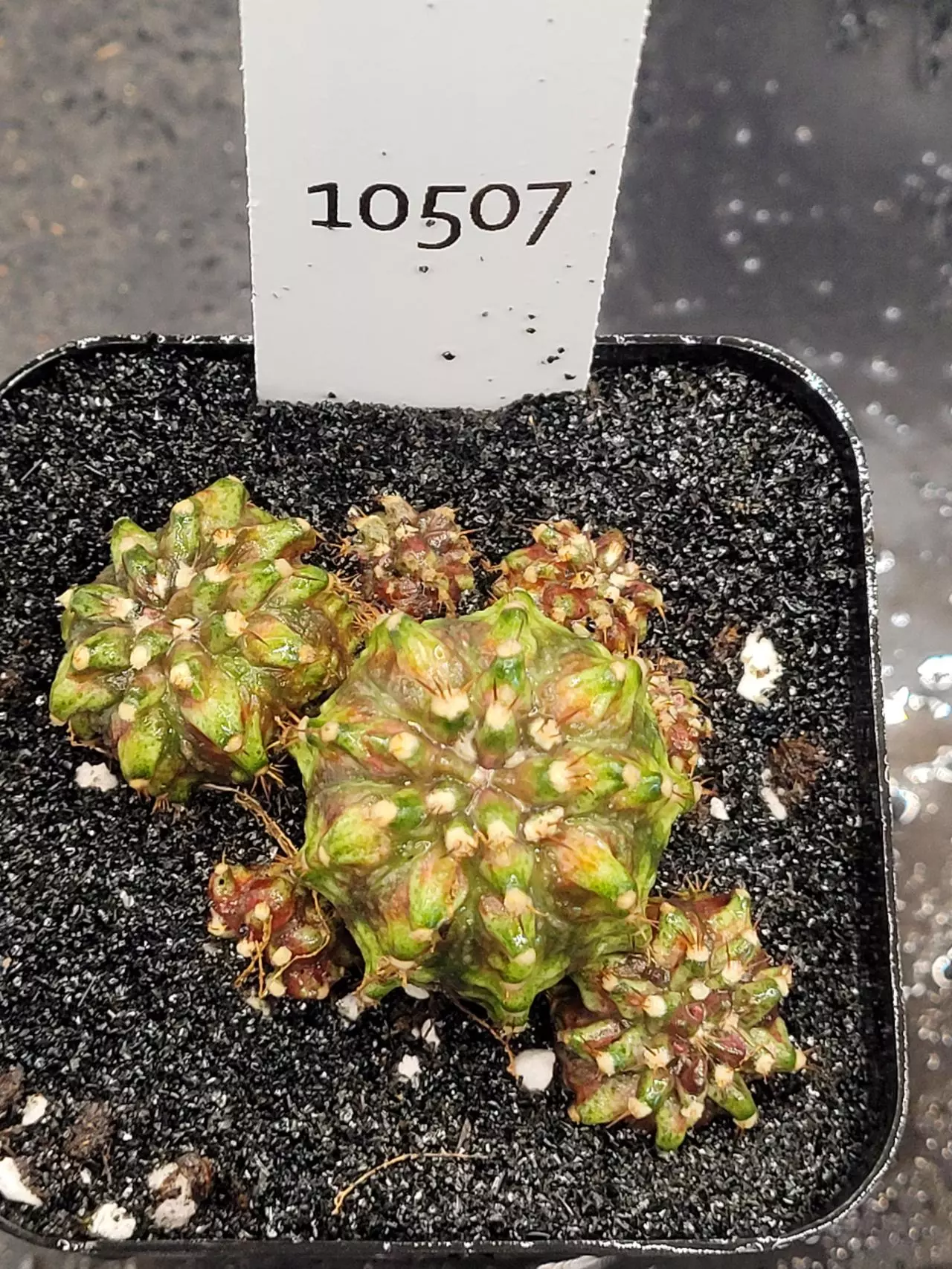 plant/Gymnocalycium Mihanovichii Dinosaur Cluster Clone in 2.7" pot 10507-0