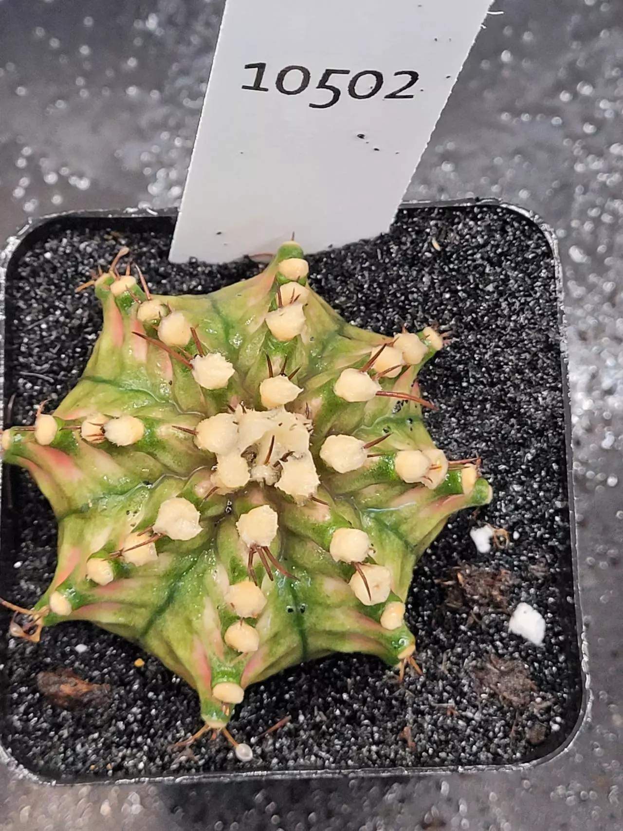 plant/Gymnocalycium Mihanovichii Dinosaur Clone in 2.7" pot 10502-0
