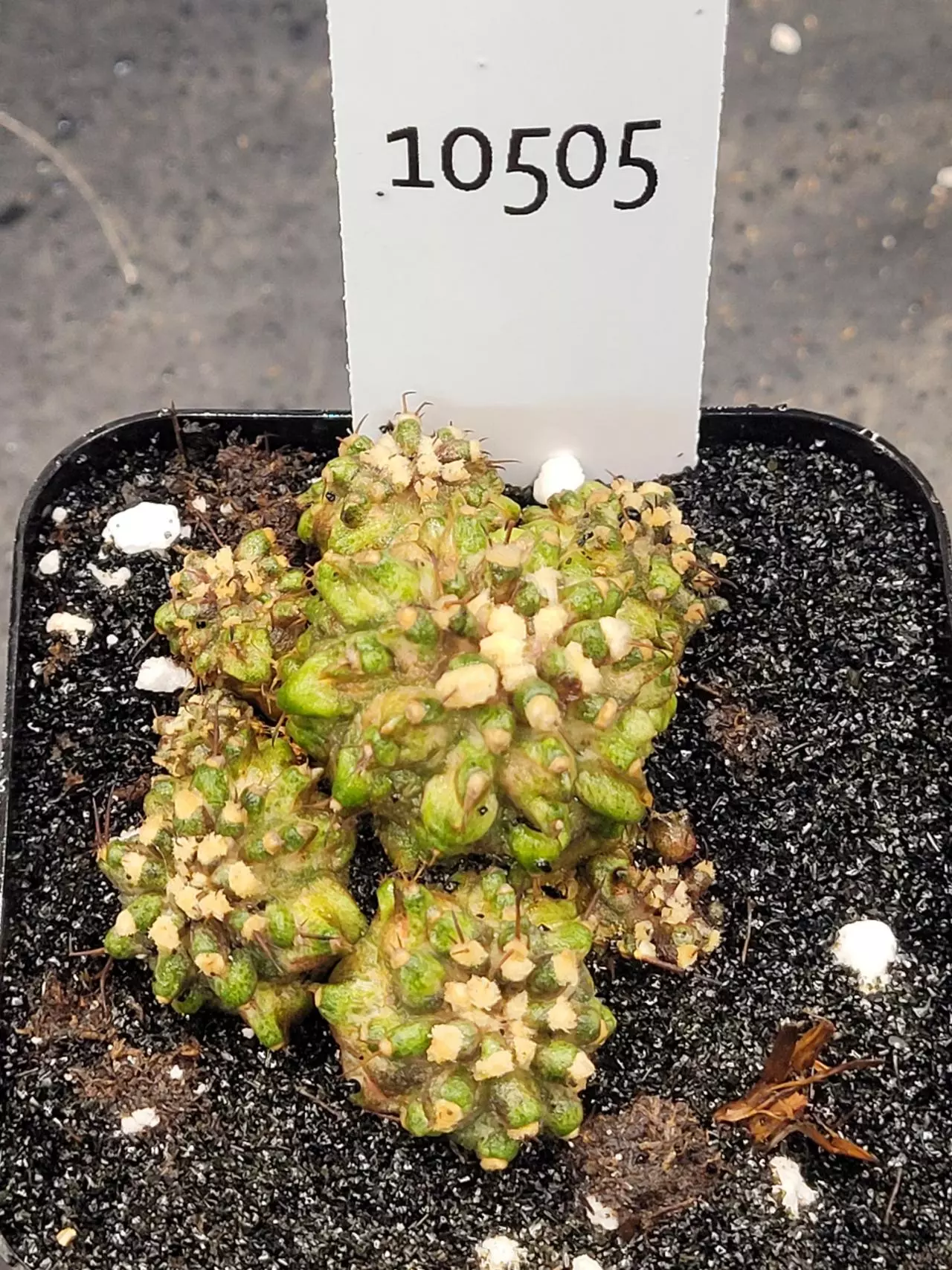 plant/Gymnocalycium Mihanovichii Dinosaur Cluster Clone in 2.7" pot 10505-0