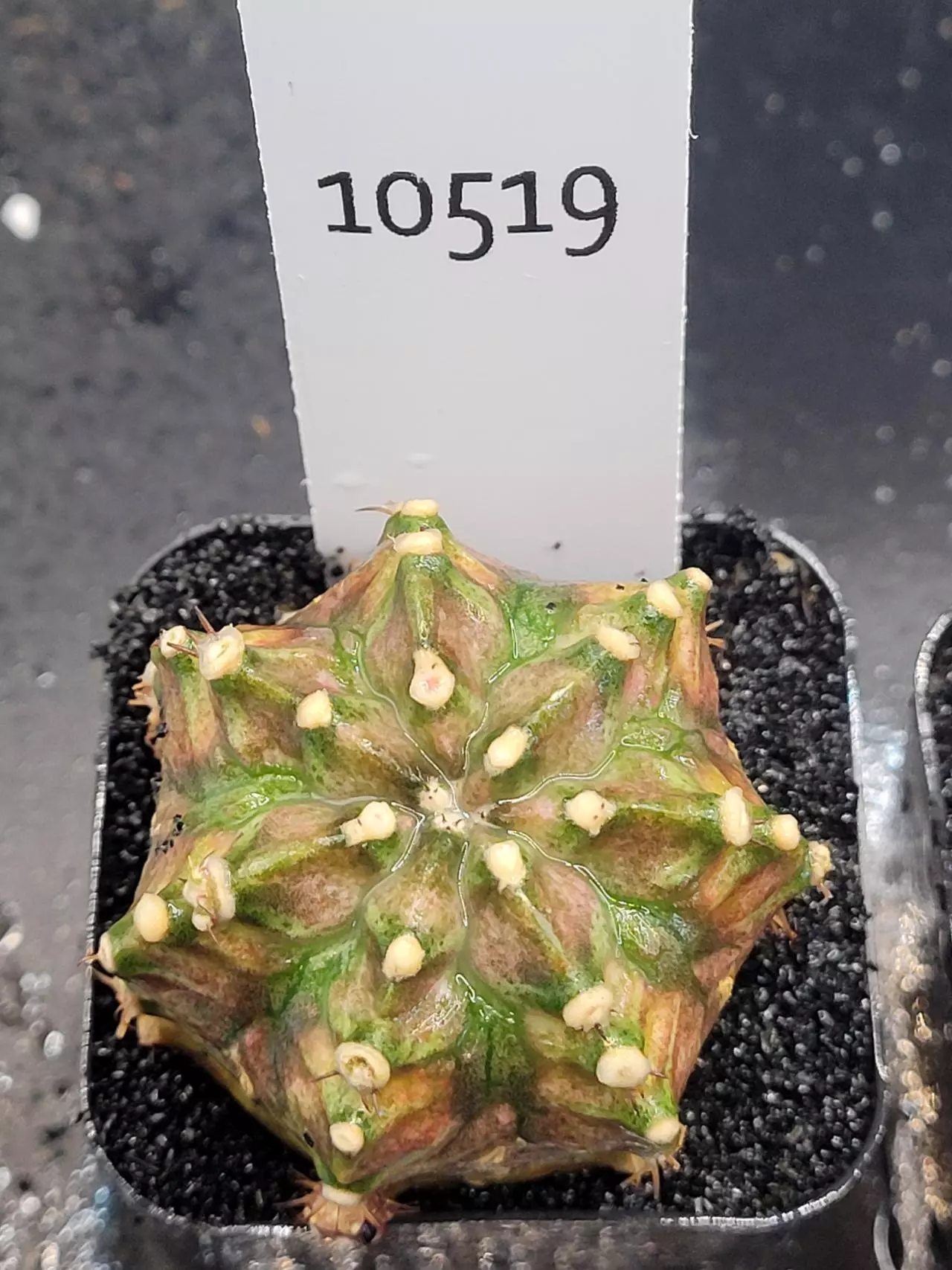 plant/Gymnocalycium Mihanovichii Dinosaur Clone in 2" pot 10519-0