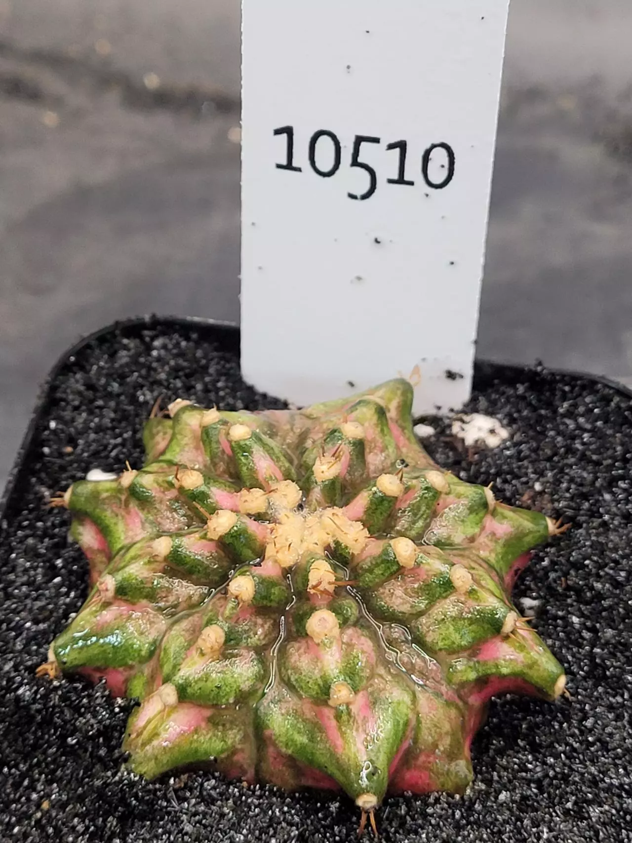 plant/Gymnocalycium Mihanovichii Dinosaur Clone in 2.7" pot 10510-0
