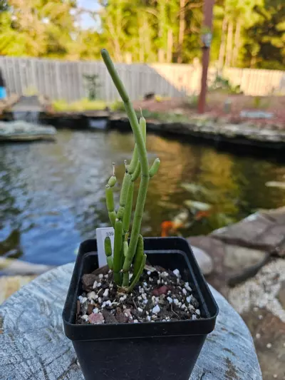 plant/Cynanchum Compactum-1-thumbnail