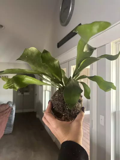 plant/Staghorn fern kokedama-3-thumbnail