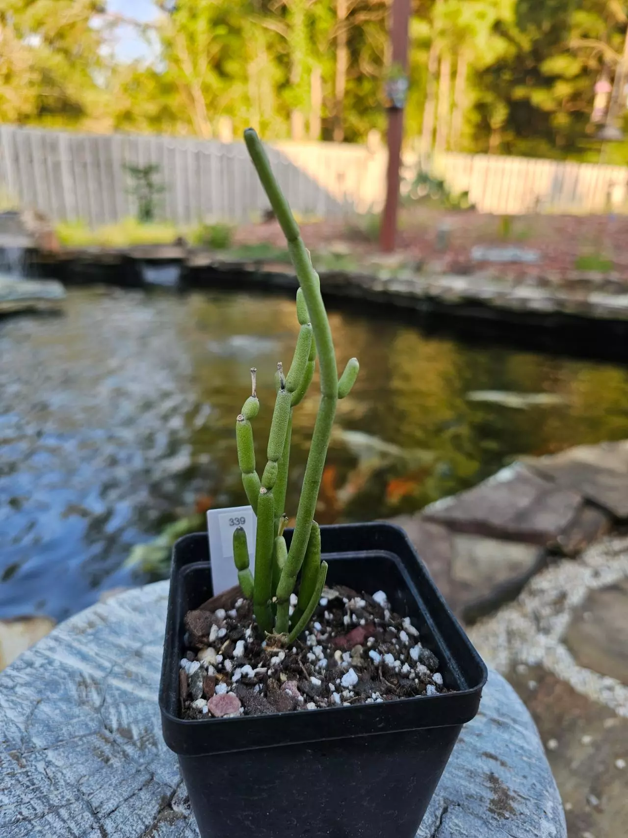 plant/Cynanchum Compactum-0