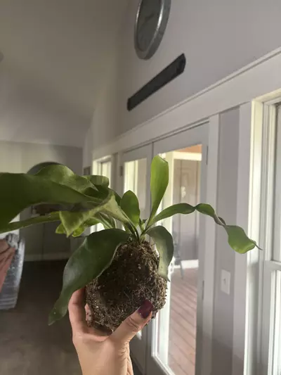 plant/Staghorn fern kokedama-4-thumbnail