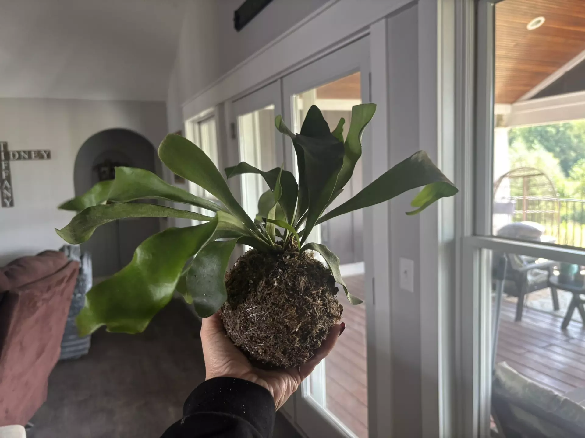 plant/Staghorn fern kokedama-1