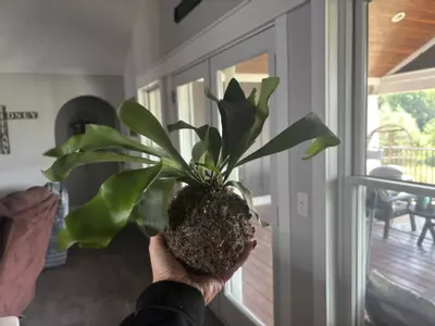 plant/Staghorn fern kokedama-1-thumbnail