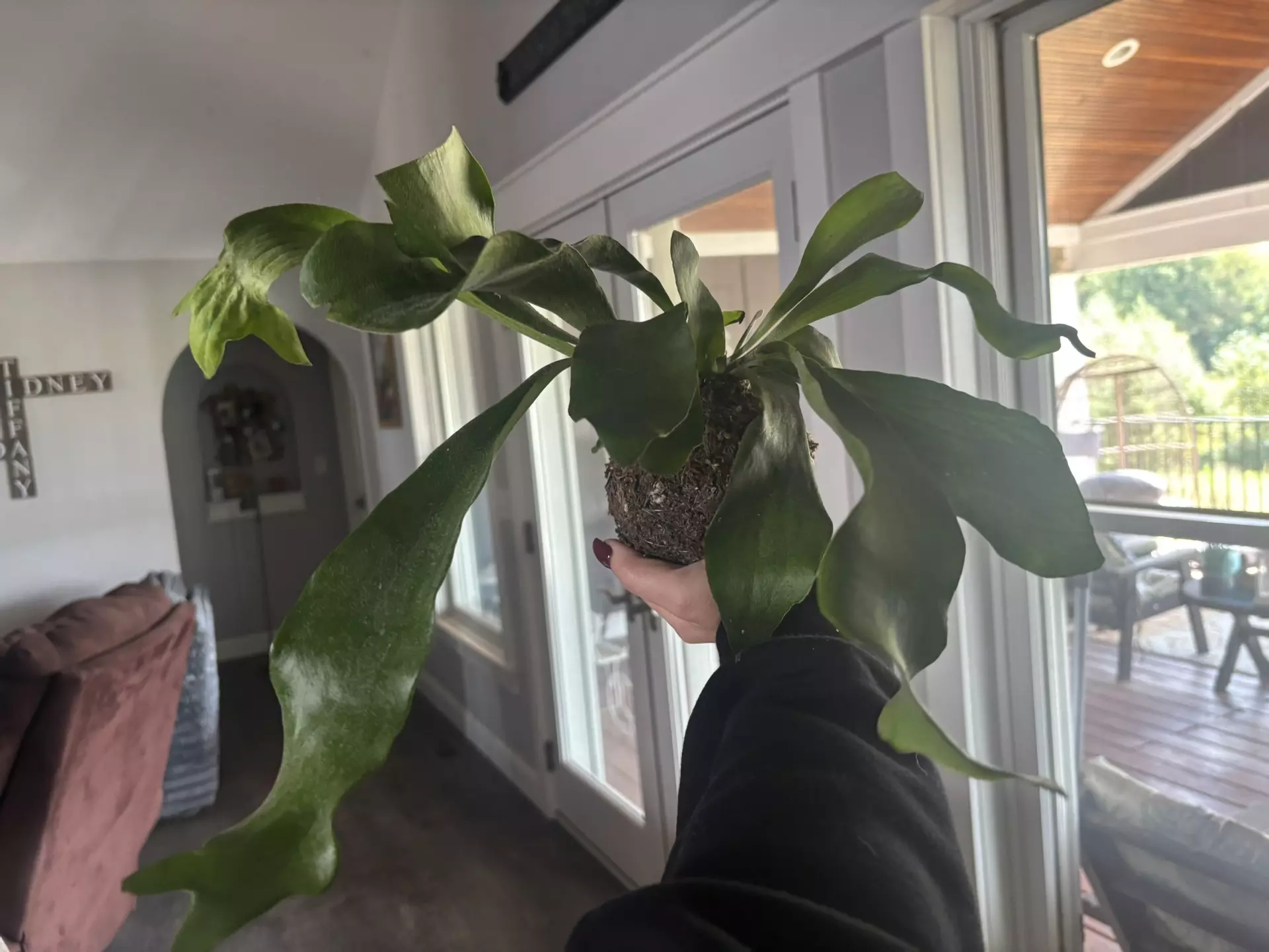 plant/Staghorn fern kokedama-0