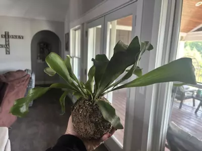 plant/Staghorn fern kokedama-2-thumbnail
