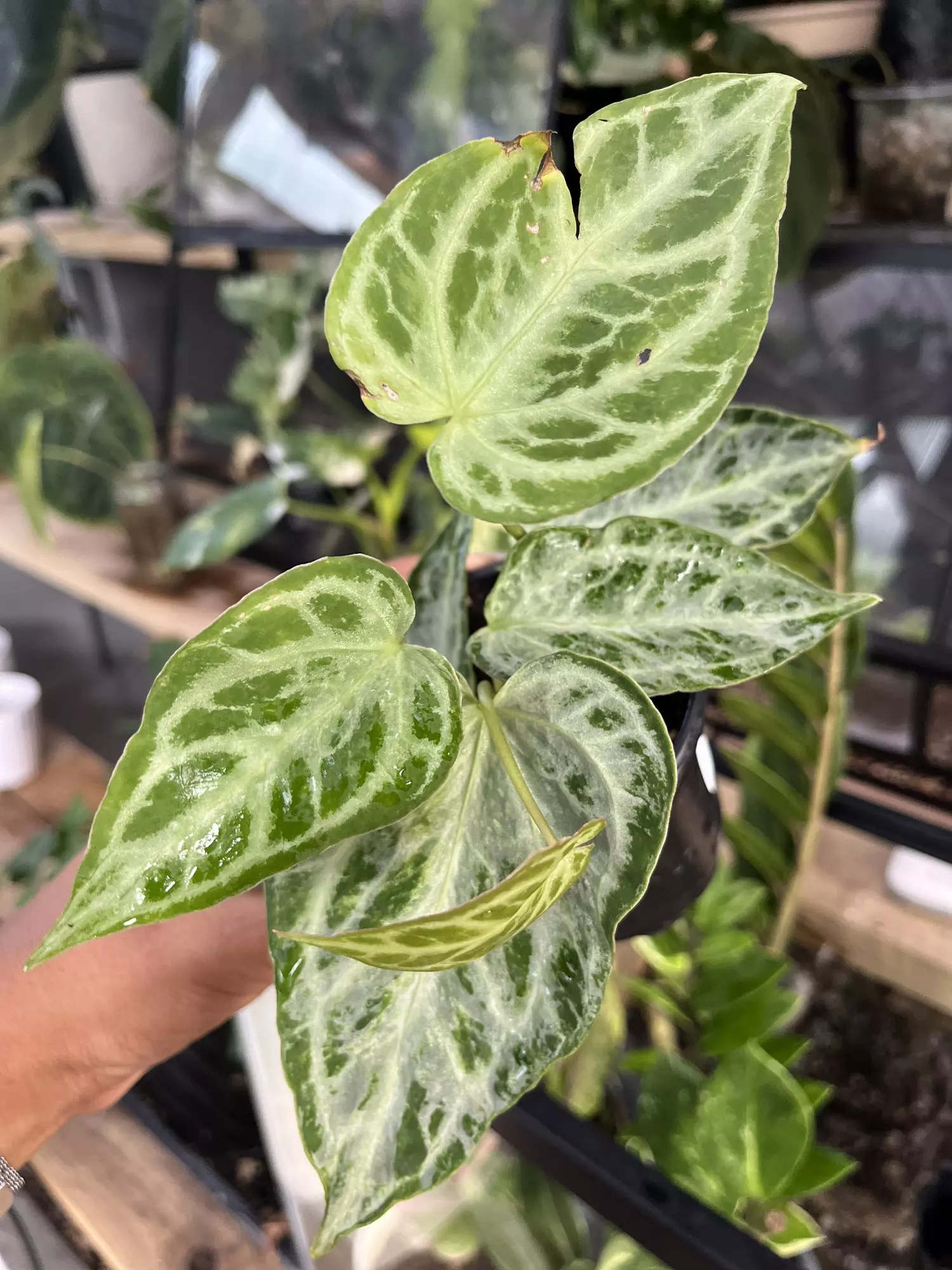 plant/Anthurium Silver Blush Mint-0