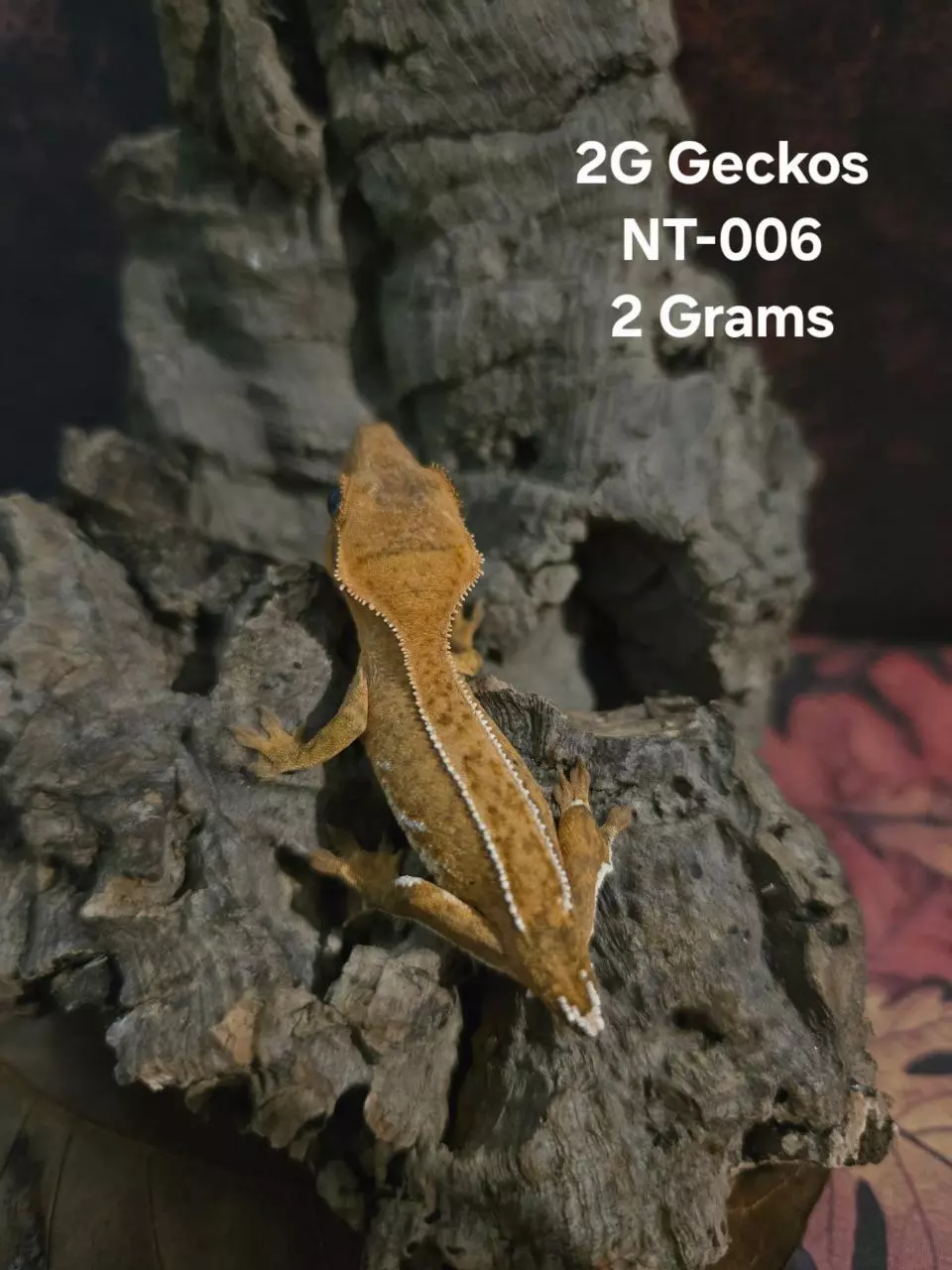 plant/NT-006-0