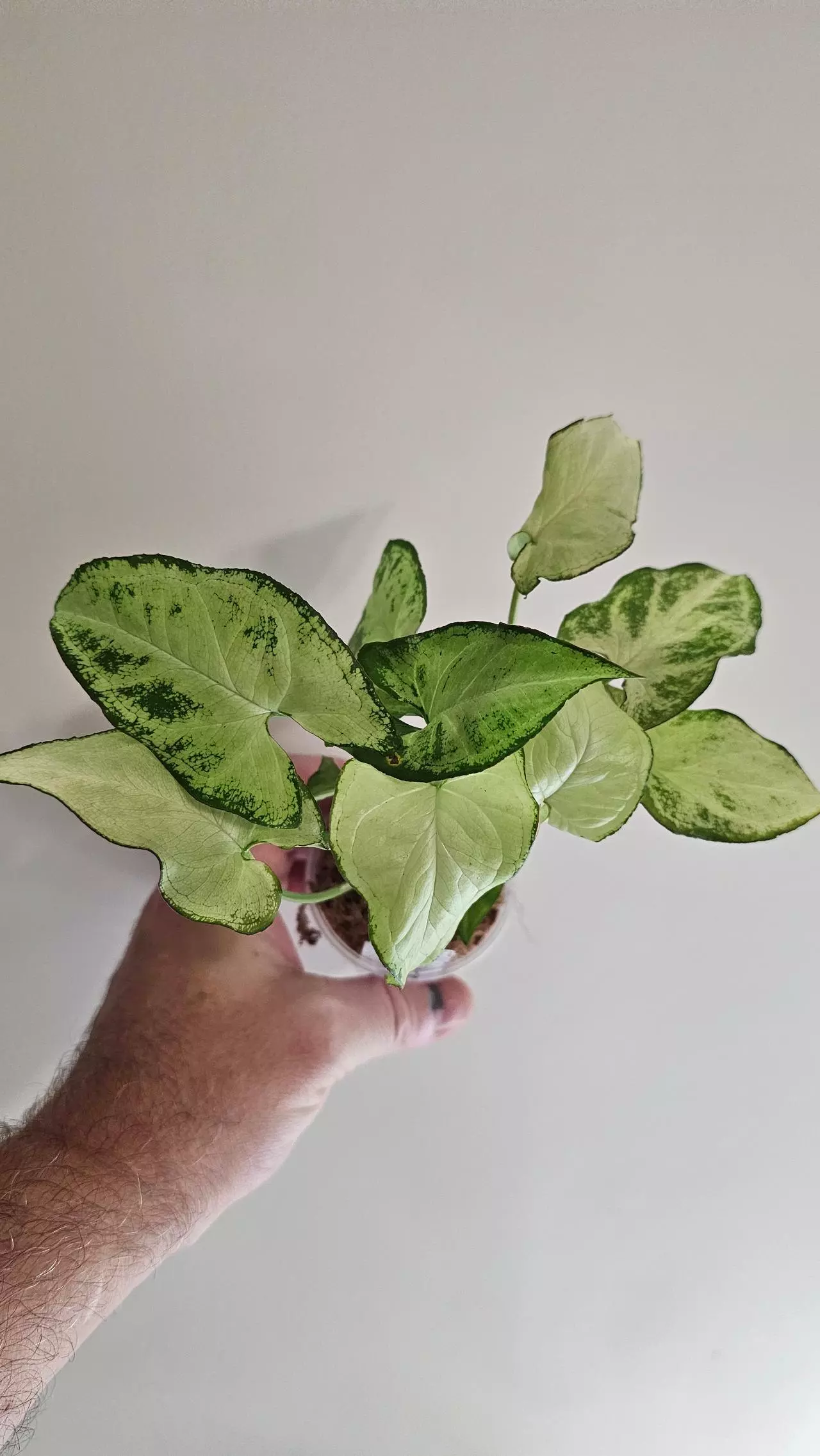 plant/Syngonium Holly-0
