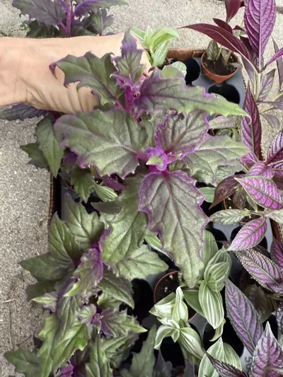 plant/Purple Passion 2”-0-thumbnail