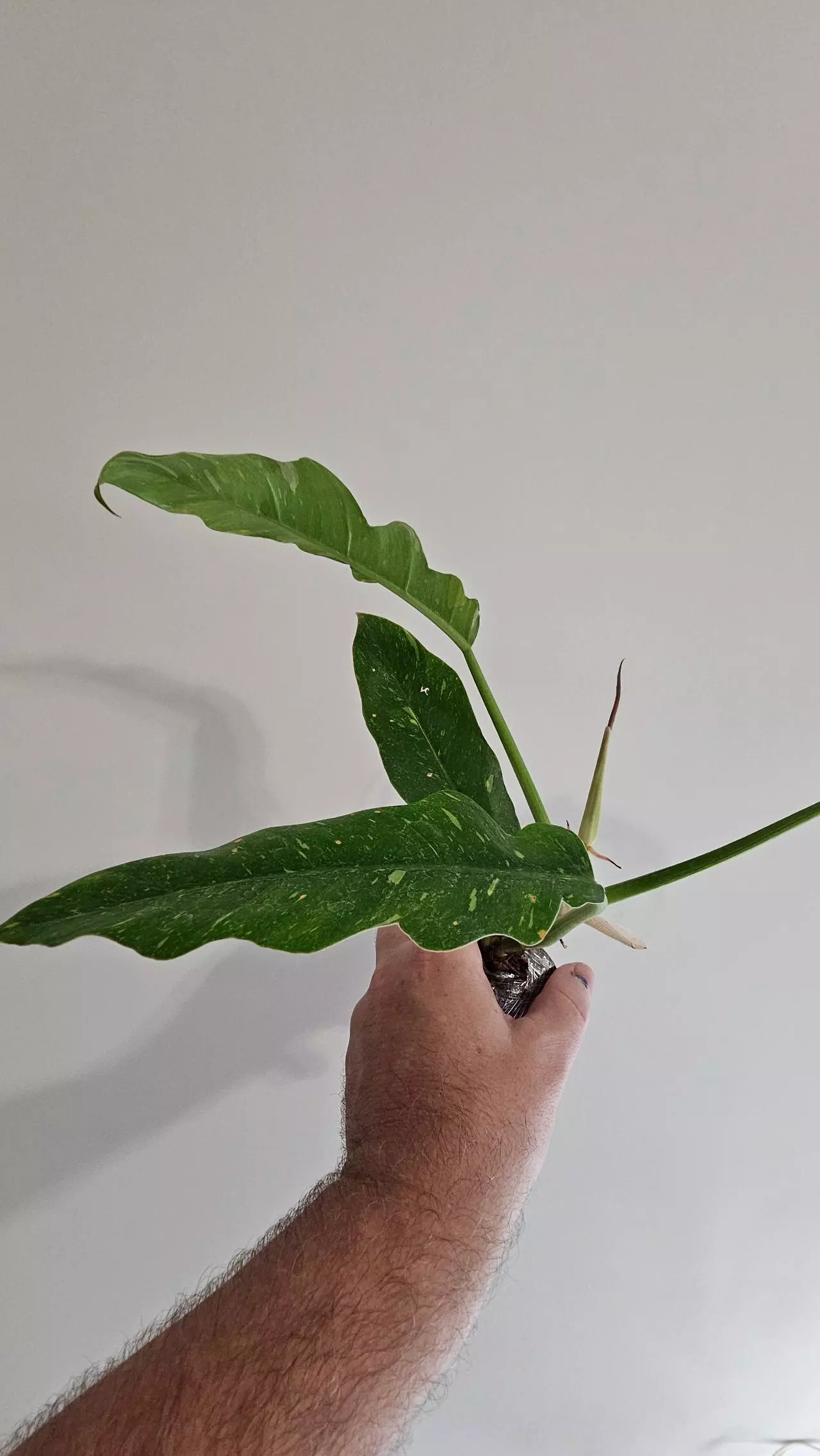 plant/Philodendron Ring of Fire-1