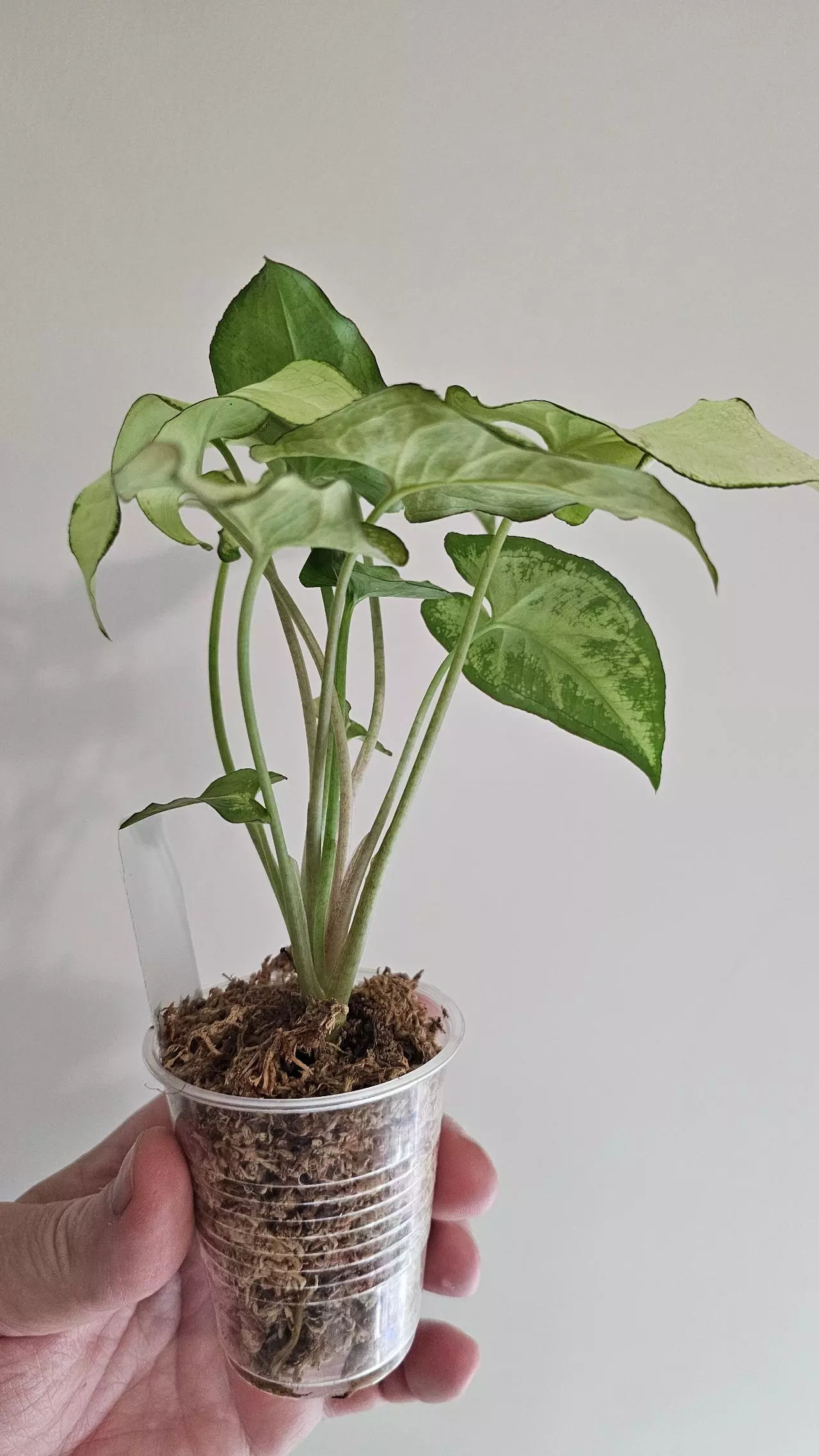 plant/Syngonium Holly-1