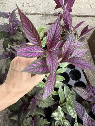 plant/2” purple shield-0-thumbnail